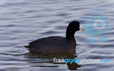 Isolated Image Of A Coot Swimming In Lake Stock Photo