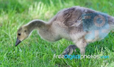 Isolated Image Of A Cute Chick Of Canada Geese Stock Photo