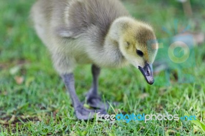 Isolated Image Of A Cute Chick Of Canada Geese Stock Photo