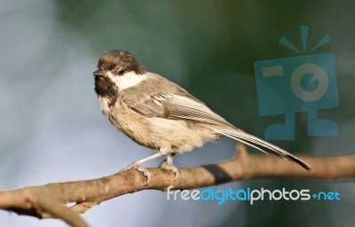 Isolated Image Of A Cute Chickadee Bird Sitting Stock Photo