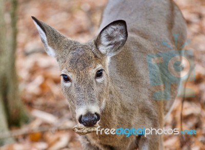 Isolated Image Of A Cute Wild Deer In Forest In Autumn Stock Photo