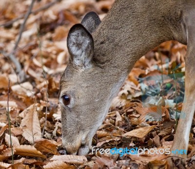 Isolated Image Of A Cute Wild Deer In Forest In Autumn Stock Photo