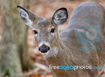 Isolated Image Of A Cute Wild Deer In Forest In Autumn Stock Photo