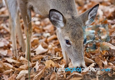 Isolated Image Of A Cute Wild Deer In Forest In Autumn Stock Photo