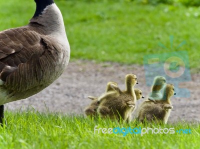 Isolated Image Of A Family Of Canada Geese Running Stock Photo