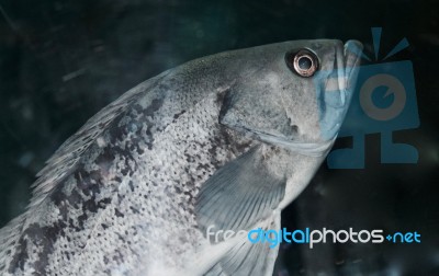 Isolated Image Of A Fish Looking In Camera Stock Photo