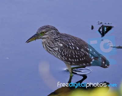 Isolated Image Of A Funny Black-crowned Night Heron In The Water… Stock Photo