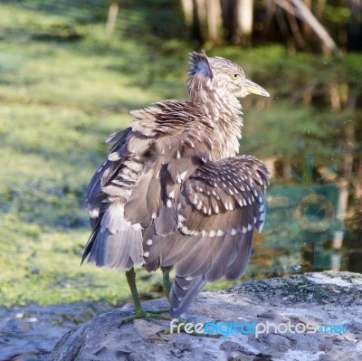 Isolated Image Of A Funny Black-crowned Night Heron Shaking Her Feathers On A Rock Stock Photo