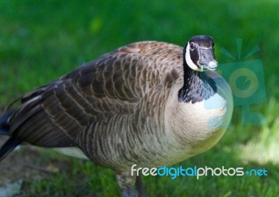 Isolated Image Of A Funny Canada Goose On A Field Stock Photo