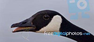 Isolated Image Of A Funny Canada Goose Screaming Stock Photo