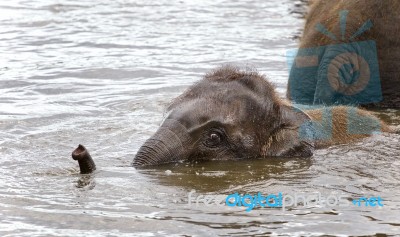 Isolated Image Of A Funny Young Elephant Swimming Stock Photo