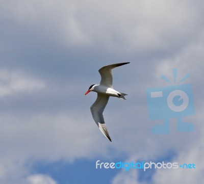 Isolated Image Of A Gull Flying In The Sky Stock Photo