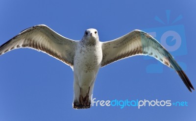 Isolated Image Of A Gull Flying In The Sky Stock Photo