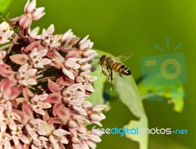 Isolated Image Of A Honeybee Flying Near Flowers Stock Photo