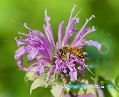 Isolated Image Of A Honeybee Sitting On Flowers Stock Photo