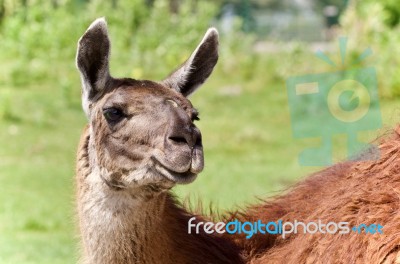 Isolated Image Of A Llama Looking At Camera Stock Photo