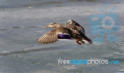 Isolated Image Of A Mallard Landing On Ice Stock Photo