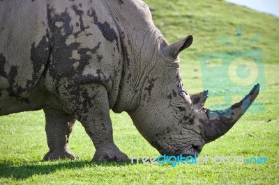 Isolated Image Of A Rhinoceros Eating The Grass Stock Photo