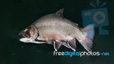 Isolated Image Of A Salmon Swimming In River Stock Photo