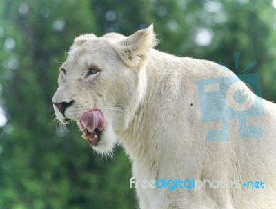 Isolated Image Of A Scary White Lion Screaming Stock Photo