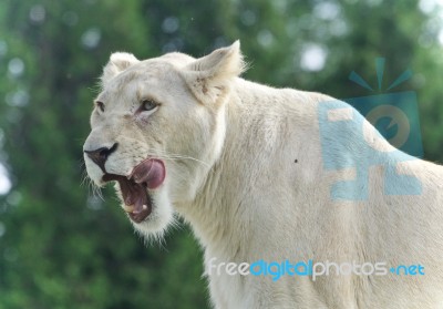 Isolated Image Of A Scary White Lion Screaming Stock Photo