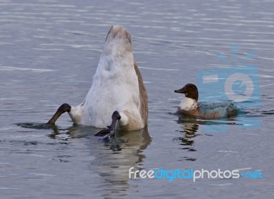 Isolated Image Of A Swan Upside-down And A Crazy Duck Stock Photo