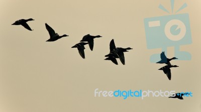 Isolated Image Of A Swarm Of Ducks Flying Stock Photo