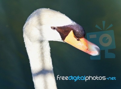 Isolated Image Of A Thoughtful Mute Swan In Water Stock Photo