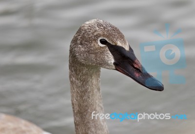 Isolated Image Of A Trumpeter Swan Swimming Stock Photo