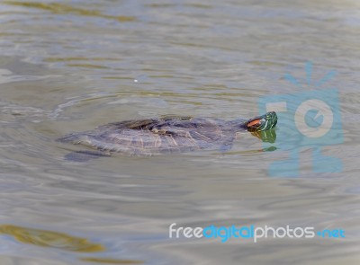 Isolated Image Of A Turtle Swimming In Lake Stock Photo