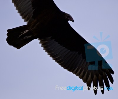 Isolated Image Of A Vulture In The Sky Stock Photo