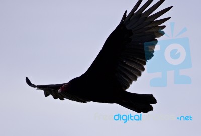 Isolated Image Of A Vulture In The Sky Stock Photo