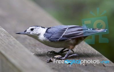 Isolated Image Of A White-breasted Nuthatch Bird Stock Photo