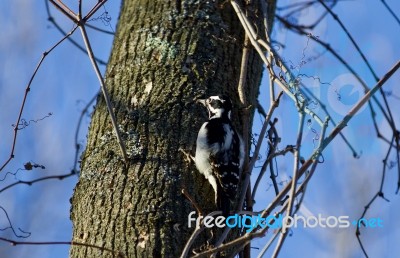 Isolated Image Of A Woodpecker Sitting On A Tree Stock Photo