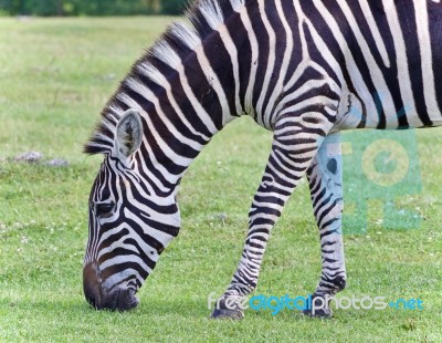 Isolated Image Of A Zebra Eating The Grass Stock Photo