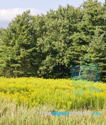 Isolated Image Of An Amazing Lake And Forest Stock Photo