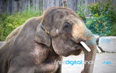 Isolated Image Of An Elephant Looking At A Mob Stock Photo