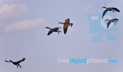 Isolated Image Of Several Canada Geese Flying Stock Photo