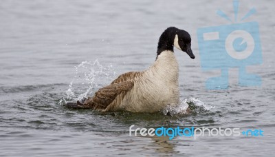 Isolated Image Of The Expressively Swimming Canada Goose Stock Photo