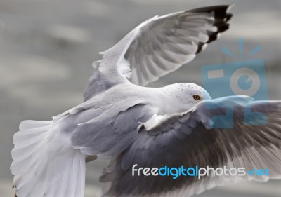 Isolated Image Of The Gull With The Wings Stock Photo