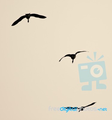 Isolated Image Of Three Canada Geese Flying Stock Photo