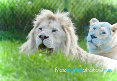 Isolated Image Of Two White Lions Laying Together Stock Photo