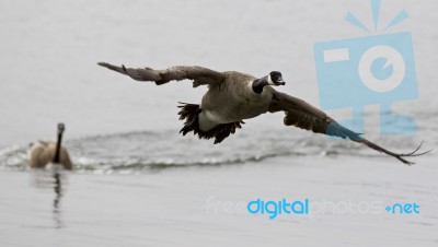 Isolated Image With A Canada Goose Flying Away From His Rival Stock Photo