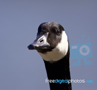 Isolated Image With A Cute Canada Goose Stock Photo