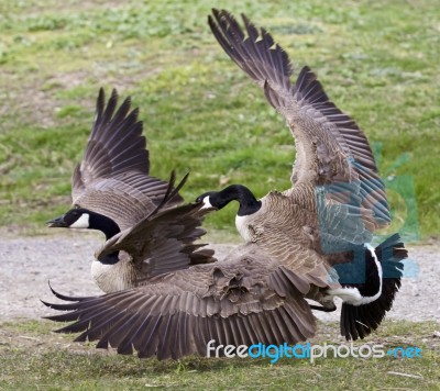 Isolated Image With A Fight Between Two Canada Geese Stock Photo