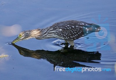 Isolated Image With A Funny Black-crowned Night Heron Drinking Water Stock Photo