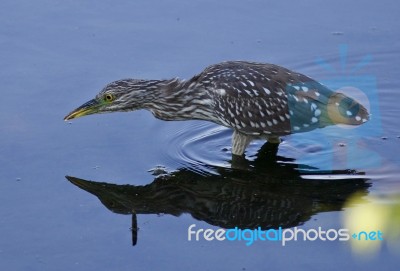 Isolated Image With A Funny Black-crowned Night Heron In The Water Stock Photo