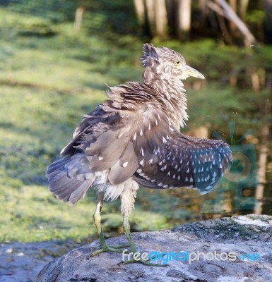 Isolated Image With A Funny Black-crowned Night Heron Shaking Her Feathers On A Rock Stock Photo