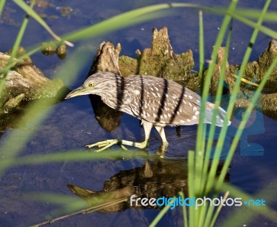 Isolated Image With A Funny Black-crowned Night Heron Walking In The Water Stock Photo