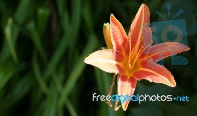 Isolated Lily Flower Stock Photo